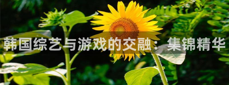 韩国综艺与游戏的交融：集锦精华